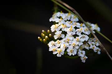 Delicate white wildflower cluster with tiny yellow centers glows against a deep shadowed background. Close focus reveals soft texture and tender petals on a summer meadow. © Chornogirskyi