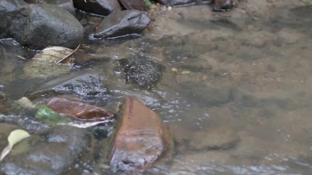 Close up of clear water flowing gently over rocks and fallen leaves in a forest stream. Peaceful nature water texture with copy space.