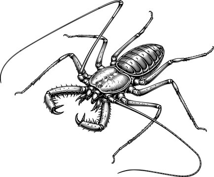Whip Scorpion with Large Pedipalps, Hand Drawn Black and White Engraving Style Arachnid Illustration