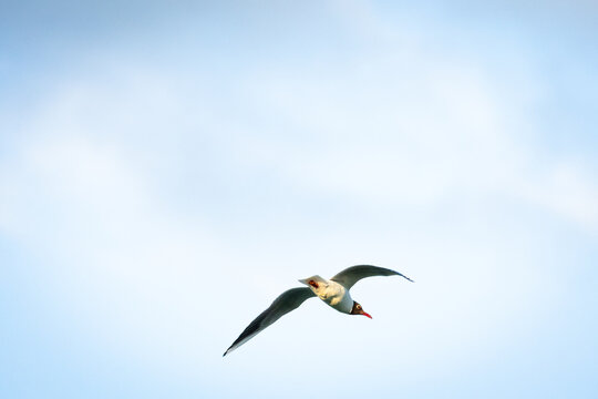 A sleek tern glides across a pale sky with pointed wings and swift posture. The quiet open background highlights grace precision and the effortless rhythm of sustained flight.