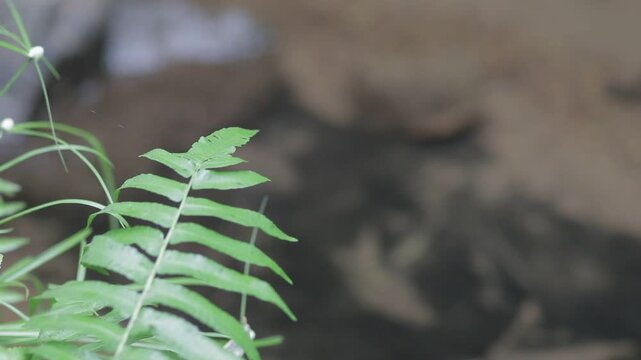 Close up of fresh green fern frond on the left side with dark blurry background. Tropical rainforest botanical nature texture with copy space.
