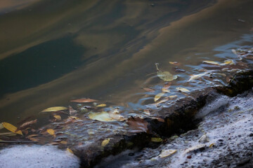 Leaves and foam gather along a concrete edge as murky green water swirls. The drift of debris traces autumn colors and gentle patterns revealing a quiet urban shoreline between seasons © Chornogirskyi