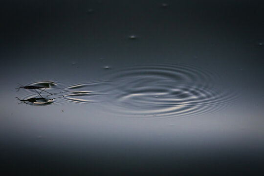 Two water striders meet on a glossy pond and send widening rings across the surface. Minimal macro view captures motion balance and the delicate dance of insects on still evening water.