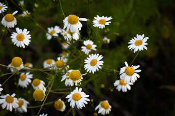 Fototapeta premium Wild chamomile stems arch with cheerful daisies against deep greenery. The delicate herb signals tea fragrance gentle healing and the easy pace of countryside life in warm light.