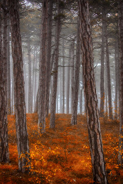 morning in the misty autumn forest	