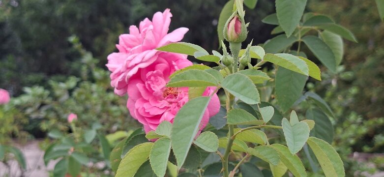 Close-up photograph of blooming pink roses on a rose plant with lush green leaves against a soft natural background. Captured in natural daylight with shallow depth of field.