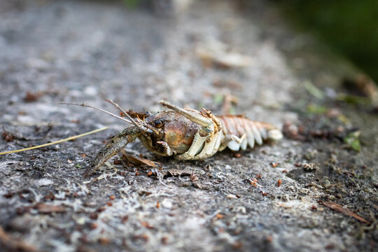 Crayfish stretches across the shoreline with a raised chela. Fine details of shell and grit stand in sharp relief as distant river colors blur. A grounded study of wild freshwater life