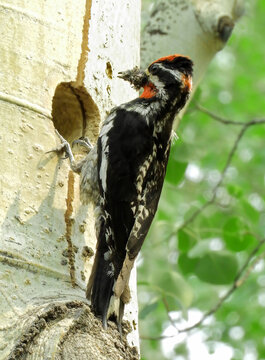 a mother  red-naped sapsucker bringing a meal of insects to her babies in their nest in  the side of an aspen tree  in summer along rock creek road in the  white river national forest north of silvert