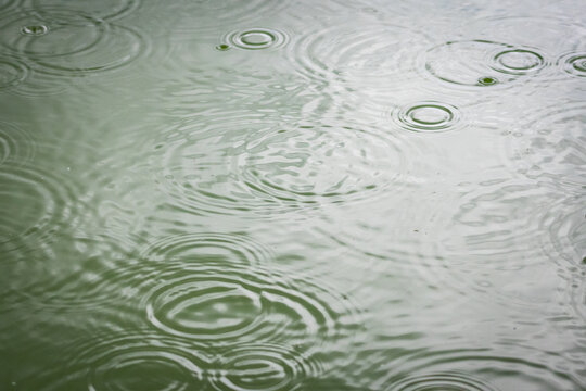 Fine rain stipples the surface with tidy circles that travel outward. Layered waves intersect and blur leaving a soothing mesh of light and shade across the shallow green water.