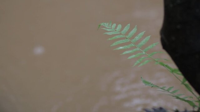 Close up of a vibrant green fern leaf on the right side with soft blurred background. Minimalist tropical nature texture with large copy space.