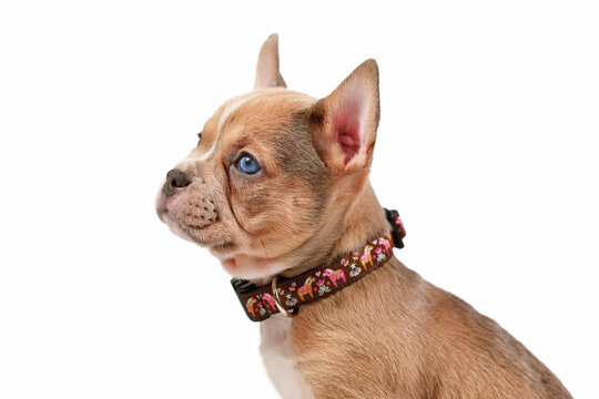 Young dog puppy modelling a pet collar in front of white studio background