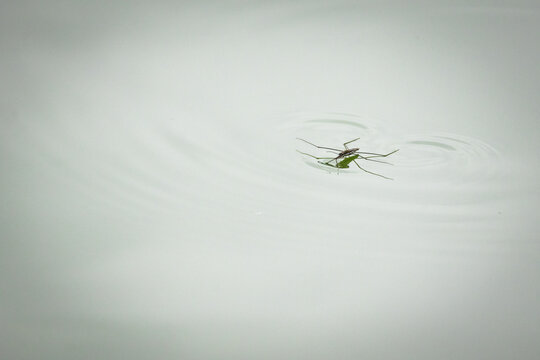 A water strider skims the calm surface leaving delicate ripples around its legs. Minimal composition with soft light captures the quiet physics of tension and motion on a still pond.