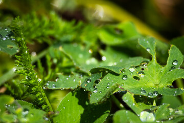 Textured green foliage holds scattered raindrops that form tiny lenses across serrated edges. A sunlit closeup captures freshness detail and the sparkling character of a vibrant garden floor. © Chornogirskyi