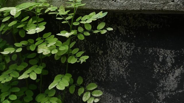 Small Green Leaflets on Bushy Shrub Branch, Fresh Tropical Garden Foliage Close-Up
