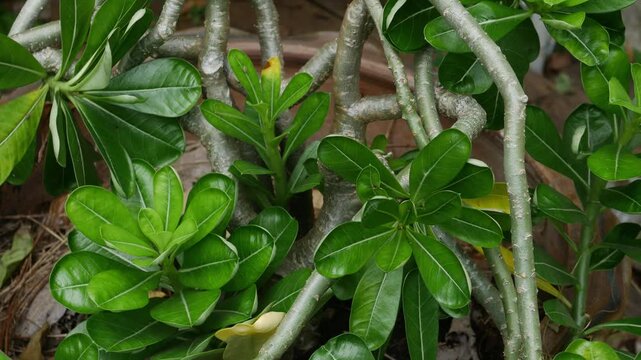 Glossy Green Schefflera Plant Leaves in Terracotta Pot with Pink Wall Background, Tropical Garden Detail