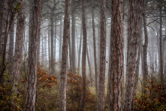 morning in the misty forest