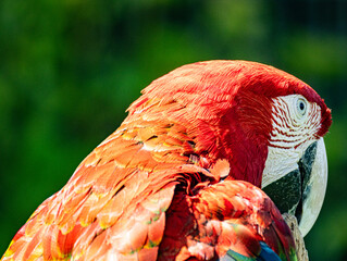 Great green macaw perched on branch, tropical bird photography  © Ludovic