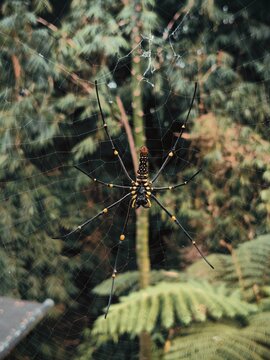 Golden Orb-Weaver Spider on Delicate Web with Natural Green Background