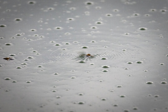 Raindrops dimple a quiet pond while a water strider skims the surface creating concentric rings among scattered bubbles under a soft gray sky capturing tranquil motion and delicate patterns