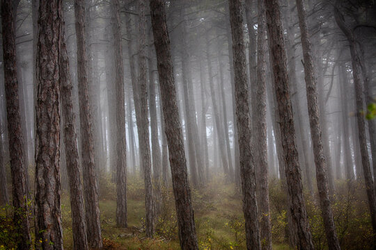 morning in the misty forest