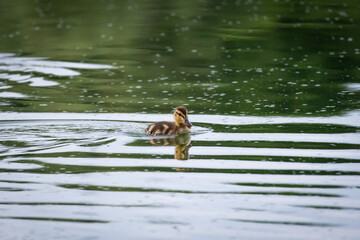 A lone duckling paddles across reflective water tracing tidy wake lines while tiny white specks drift around its soft brown plumage a quiet moment of tender wildlife on a tranquil pond © Chornogirskyi