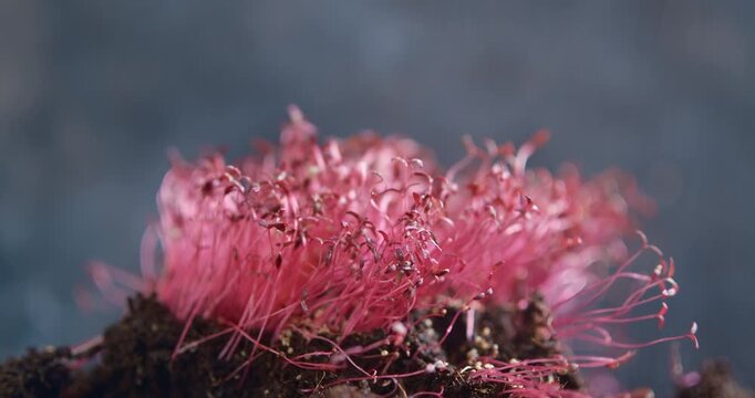 Cinematic macro close-up of fresh red amaranth micro greens growing in dark soil. Delicate pink stems, tiny leaves, and germinating seeds highlight the beauty of early plant development. 
