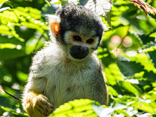 Fototapeta premium Squirrel monkey perched on branch, alert gaze, natural light