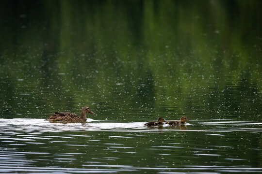 Hen duck and her young glide along a shaded lake surface flecked with tiny dots the family line curving gently as ripples shimmer a peaceful story of guidance nurture and trust