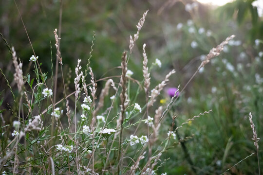 Wild grasses and tiny white blossoms sway in soft evening light a delicate tangle of stems seeds and petals captured in gentle focus suggesting meadow calm and the hush of summer
