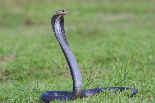 A Javanese spitting cobra is showing an alert pose in the grassland