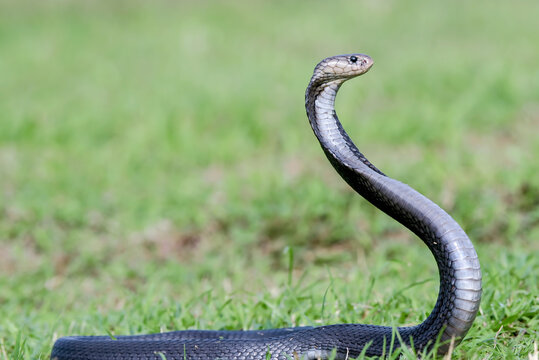 A Javanese spitting cobra is showing an alert pose in the grassland