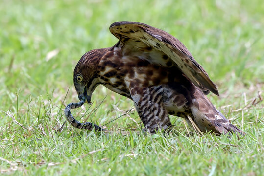 a crested hawk eagle is trying to paralyze its prey