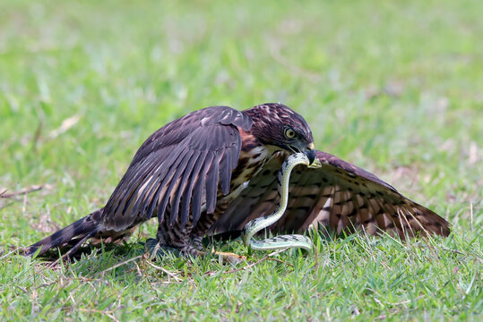 a crested hawk eagle is trying to paralyze its prey