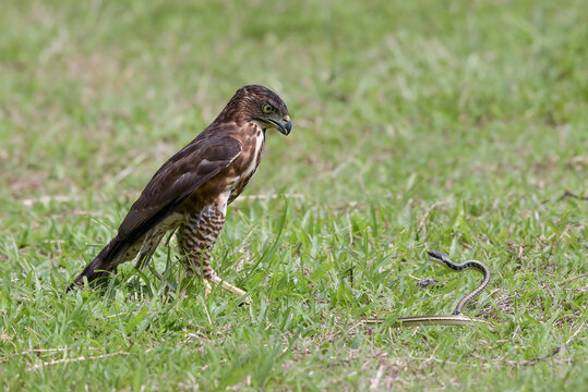 a crested hawk eagle is trying to paralyze its prey