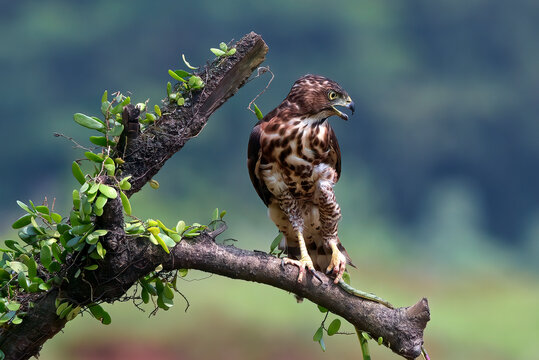 A Crested Goshawk is carrying its prey up a tree.