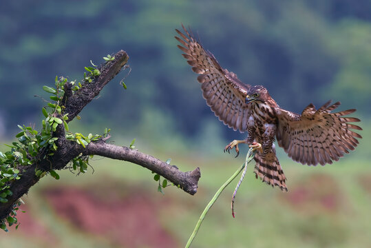 A Crested Goshawk is carrying its prey up a tree.