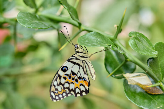 Lime Butterfly Resting on Thorny Plant