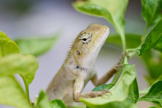 Small Lizard Clinging to a Green Plant Stem