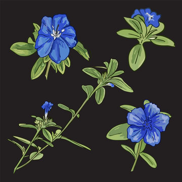 Blue daze vector flower set, Evolvulus alsinoides botanical illustration.