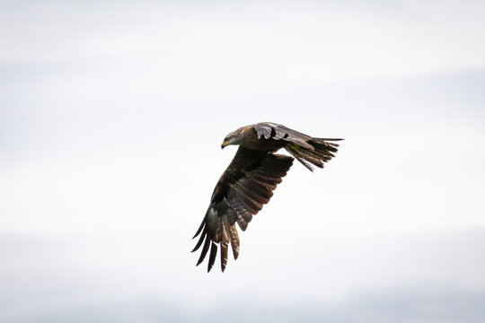 A banking turn carries the raptor across the sky. Curved wings and splayed tips carve the air as the hunter follows the shoreline and the lake below waits in stillness.