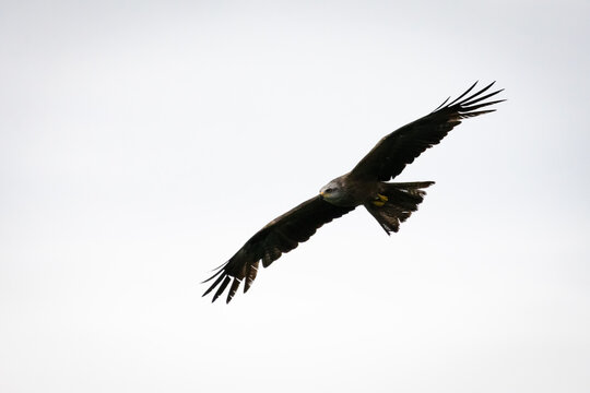 Wings stretch level in a calm passage across a pale sky. The high key view focuses on line and lift while the bird keeps steady watch and the world below drifts out of sight.