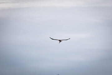 Wide winged hunter flies straight toward the viewer over a muted sky. A slim body and outstretched feathers convey steady purpose as the bird returns from the water with prey. © Chornogirskyi