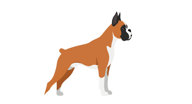 A cartoon illustration of a brown and white Boxer dog standing, viewed from the side.