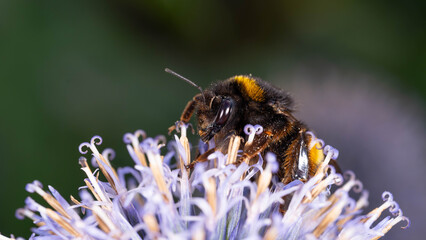Bio Diversity - Bombus terrestris - Large Earth Bumlebee on Purple Flower - Collecting Pollen High quality photo © Aleksandra