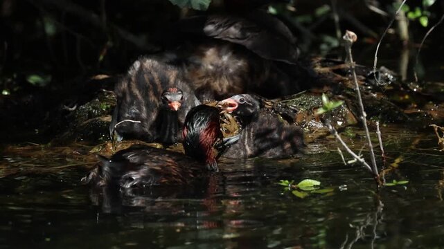 Three cute Little Grebe chicks, Tachybaptus ruficollis, sitting on their nest, with one of the breeding birds, when the other breeding bird swims in and feeds one of the chicks a fish.