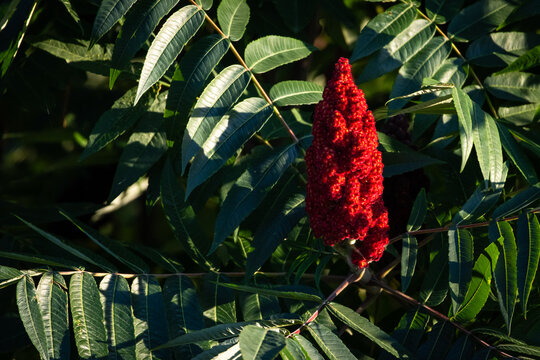 Single staghorn sumac cone glows ruby red against deep greens the velvet texture and sculpted shape highlighted by angled sun bringing out rich detail and the rhythm of repeating leaves