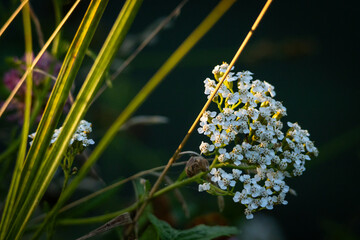 White yarrow blooms glow beside tall grasses as a beam of warm light slides across the cluster revealing tiny petals and a graceful wild composition against a shaded backdrop © Chornogirskyi