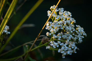 Sunset light brushes a yarrow cluster beside reeds revealing crisp petals and tiny pollen as the scene falls into deep jade shadow creating a moody portrait of simple wild flora © Chornogirskyi