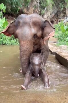 elephant and calf ,she pushes it out