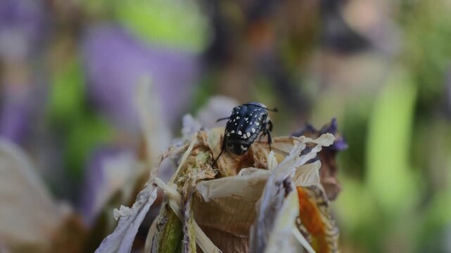 Oxythyrea funesta Beetle Taking Off from a Blooming Iris Flower (Macro Close-Up)